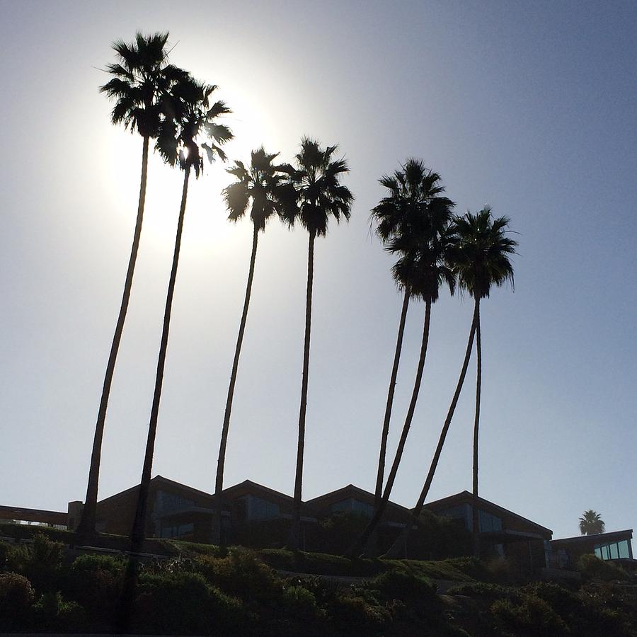 La Jolla Palms Photograph by Barbara Rawson - Fine Art America