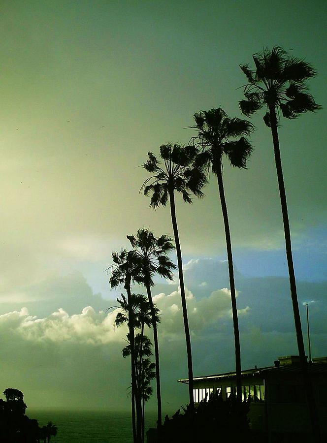 La Jolla Palms Photograph by Eric Winrow - Fine Art America