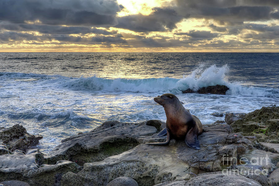 La Jolla Sea Lion Photograph by Eddie Yerkish