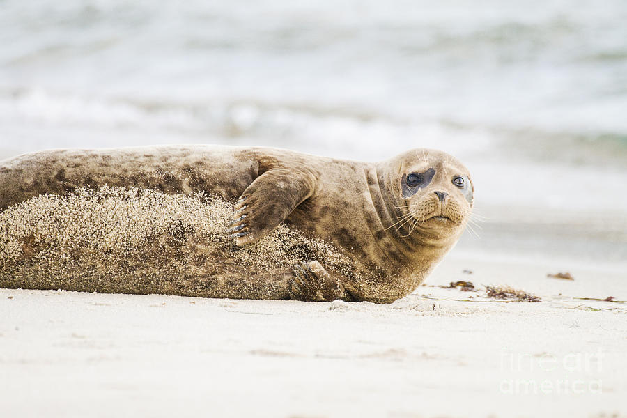 Nature Photograph - La Jolla  seal on the beach by Ruth Jolly