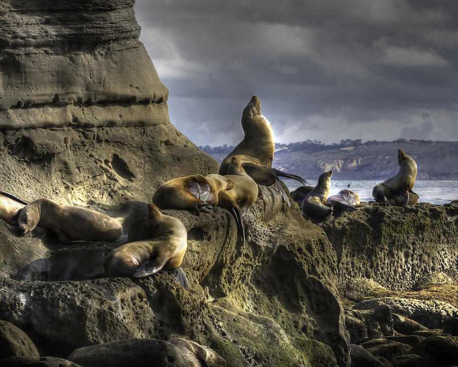 La Jolla Seals Photograph by Dusty Wynne