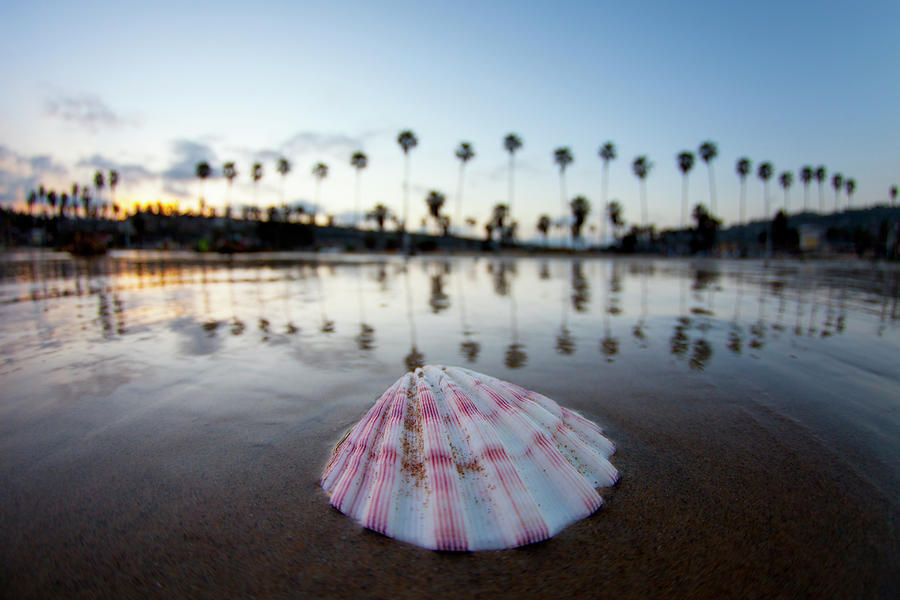 Beach Photograph - La Jolla Shore Shell by Sean Davey