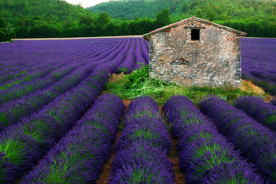 Lavender Fields Photograph - La Lavande by John Galbo