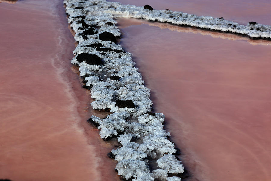 Palma Photograph - La Palma, Canary Island, Red Algae, Dunaliella Salina In The Crystallization Basin by Heinz Tschanz-Hofmann Palma Photograph - La Palma, Canary Island, Red Algae, Dunaliella Salina In The Crystallization Basin by Heinz Tschanz-Hofmann