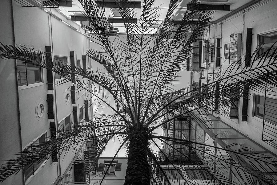 La palma Photograph by John Angelo Lattanzio