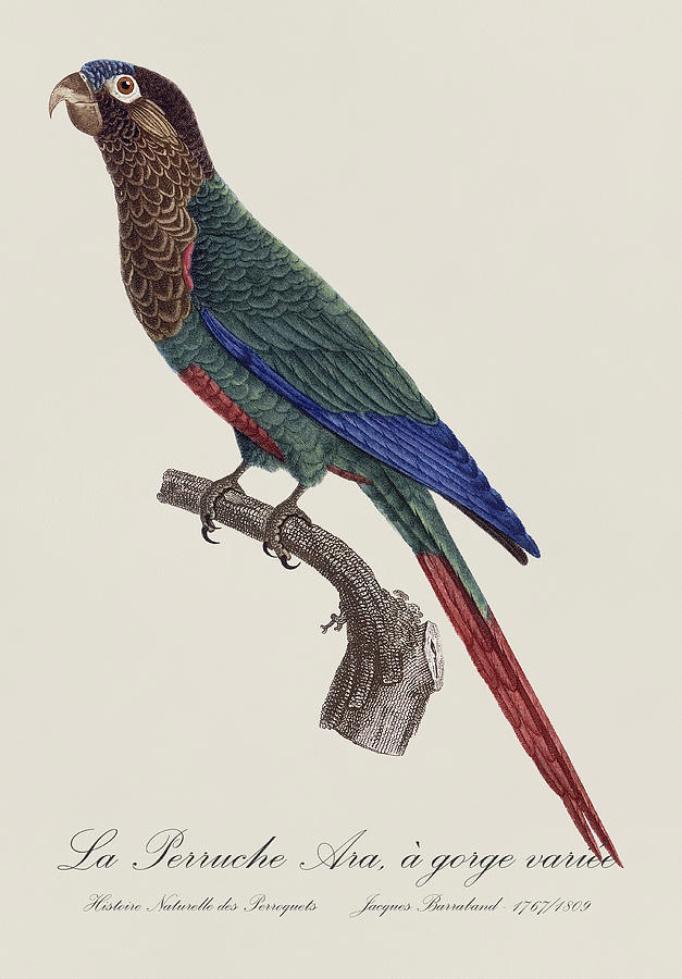 La Perruche Ara, a gorge variee - Restored 19th century parakeet illustration by Jacques Barraband Painting by SP JE Art
