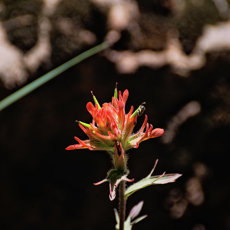 La Plata Paintbrush by Jason Coward La Plata Paintbrush by Jason Coward