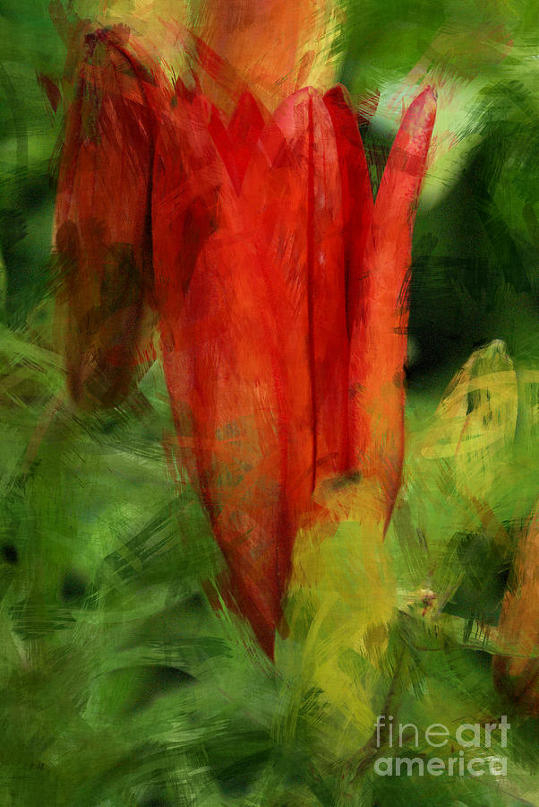 La Tulipe Rouge Digital Art by Aimelle Ml
