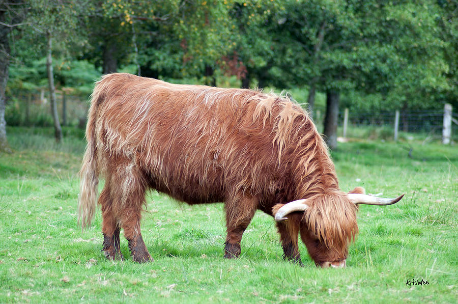 La Vache des Highlands Photograph by Kris Woo