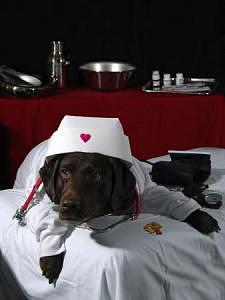 Dog Photograph - Lab Work Series - Nursing Lab by Steve Shaluta