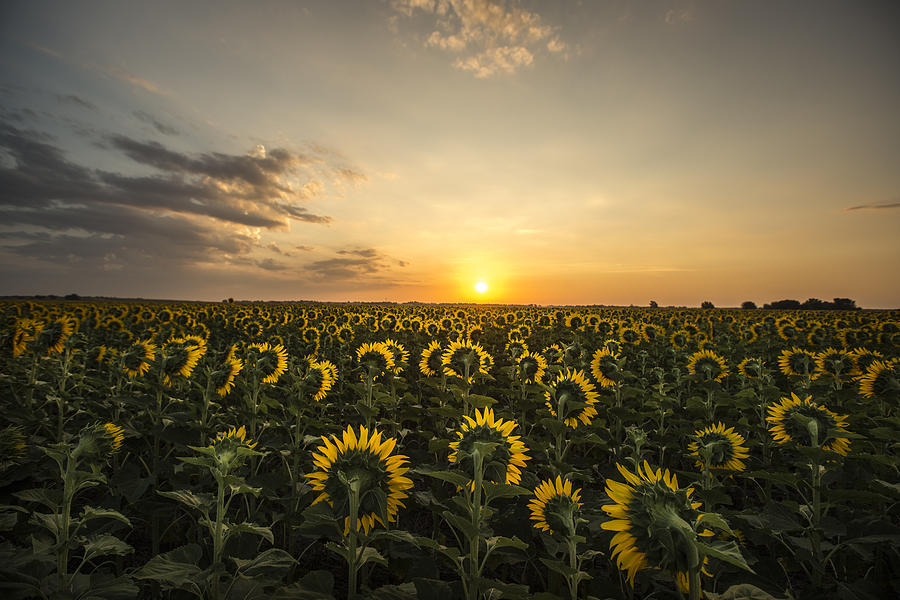 Labor Day Sunrise Photograph by Chris Harris - Pixels