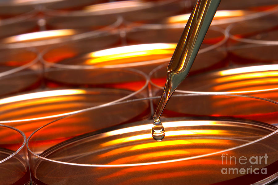 Amber Photograph - Laboratory Petri Dishes in Science Research Lab by Olivier Le Queinec