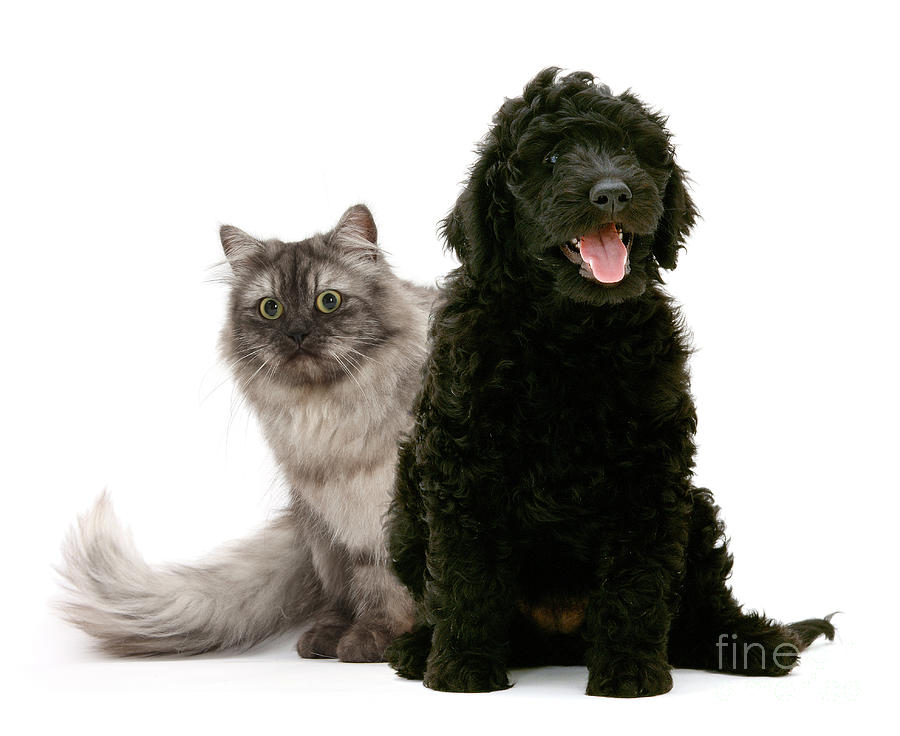 Labradoodle And Persian Cat  by Mark Taylor