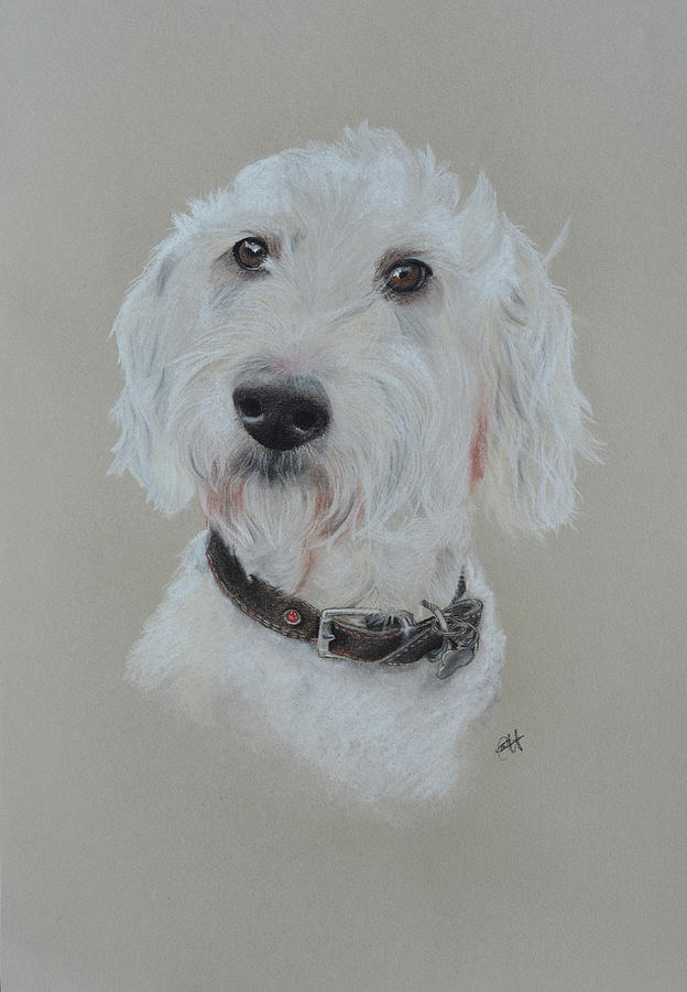 Dog Drawing - Labradoodle by Catt Kyriacou