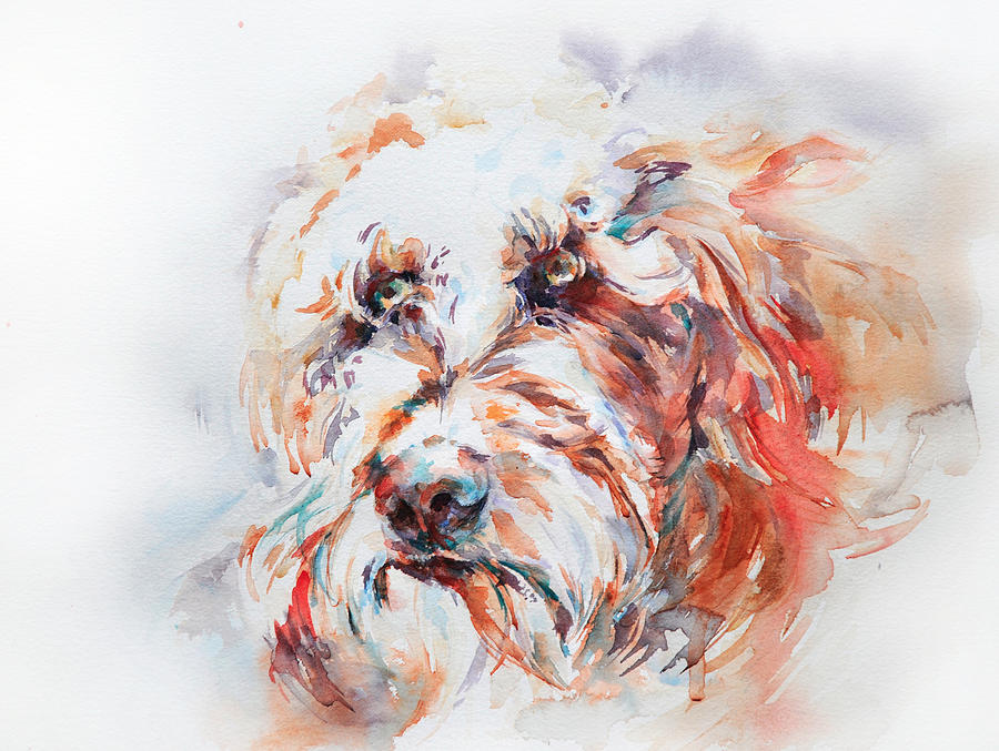 Animal Painting - Labradoodle by Stephie Butler