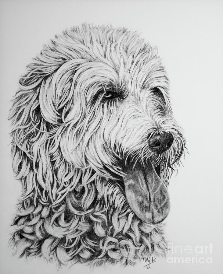 Labradoodle Drawing by Terri Mills