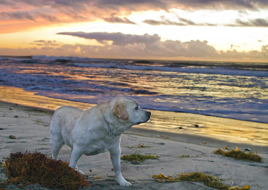 Labrador at the beach Photograph by Waterdancer