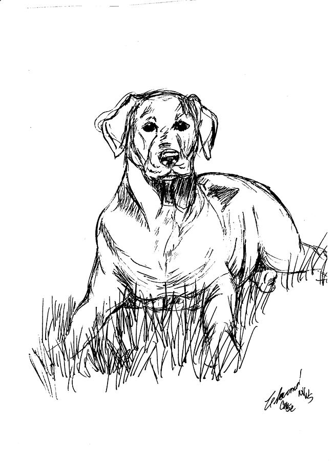 Labrador Laying in the Grass Drawing by Charme Curtin