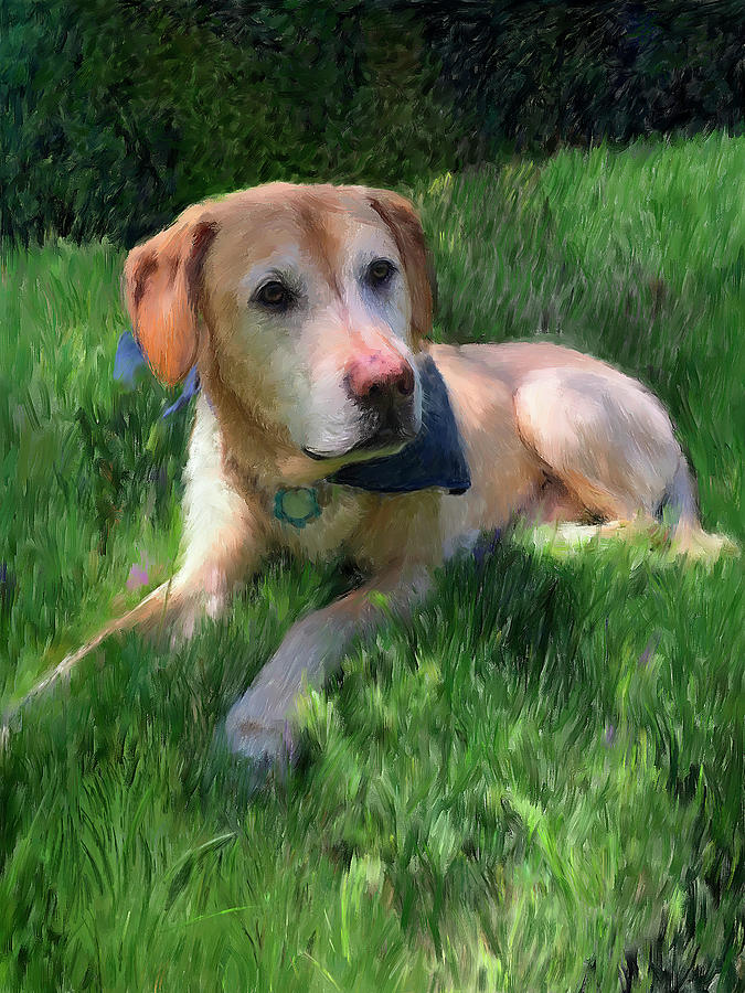 Labrador Portrait Painting