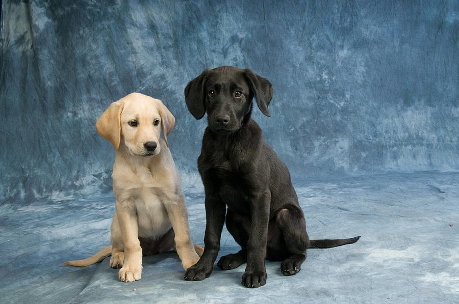 Labrador Puppies 1 Photograph by Matthew Lit