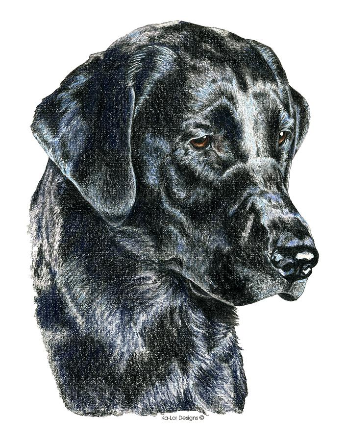 Labrador Retriever Drawing - Labrador Retriever, Black Lab by Kathleen Sepulveda