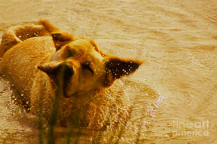 Labrador Retriever Photograph by Cassandra Buckley