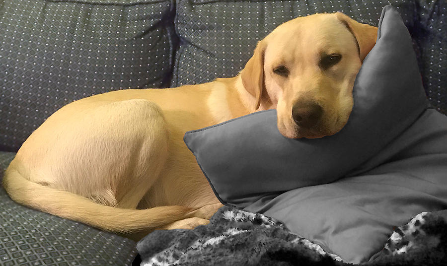 Labrador Dog - Me and my pillow Photograph by Inge Lewis
