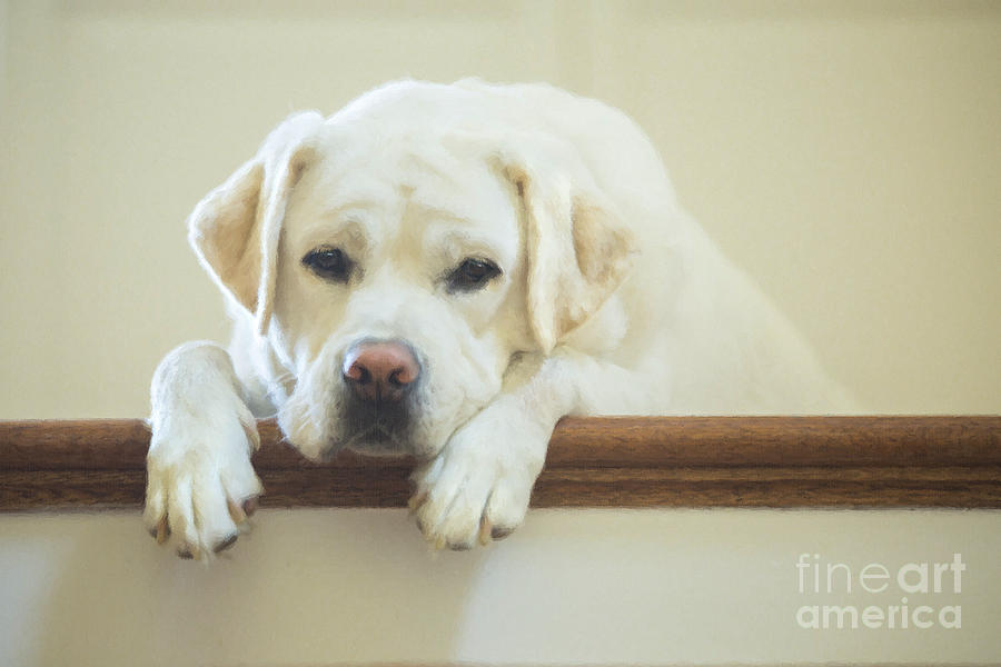 Labrador Retriever On The Stairs Photograph