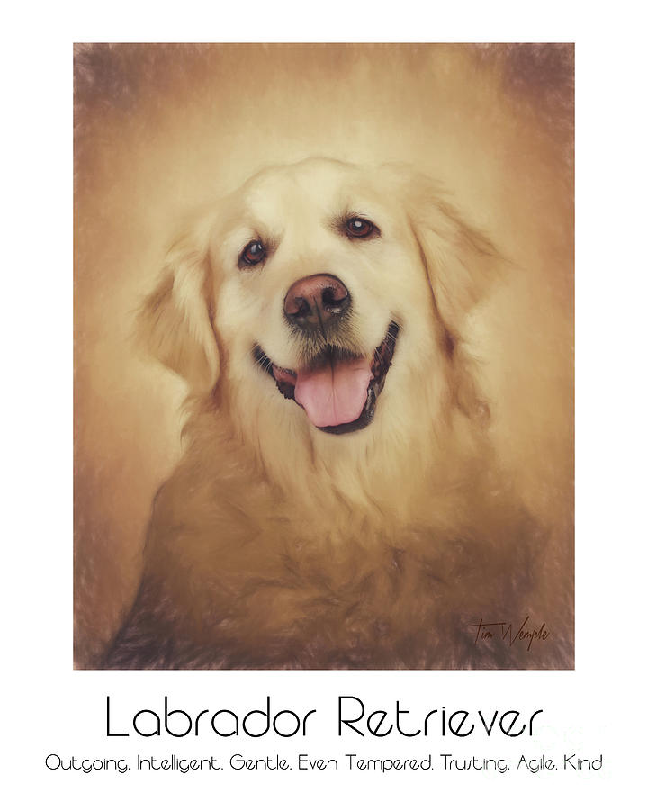 Labrador Retriever Poster Digital Art by Tim Wemple