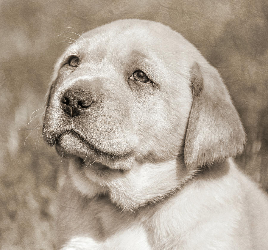Vintage Photograph - Labrador Retriever Puppy Gaze Sepia by Jennie Marie Schell