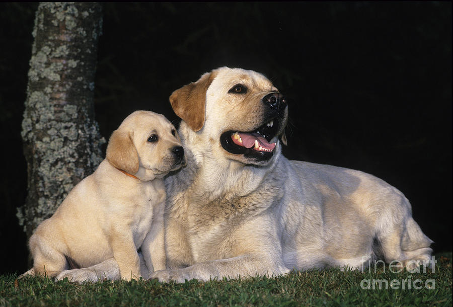 Labrador Retrievers Photograph by Jean-Louis Klein & Marie-Luce Hubert Labrador Retrievers Photograph by Jean-Louis Klein & Marie-Luce Hubert