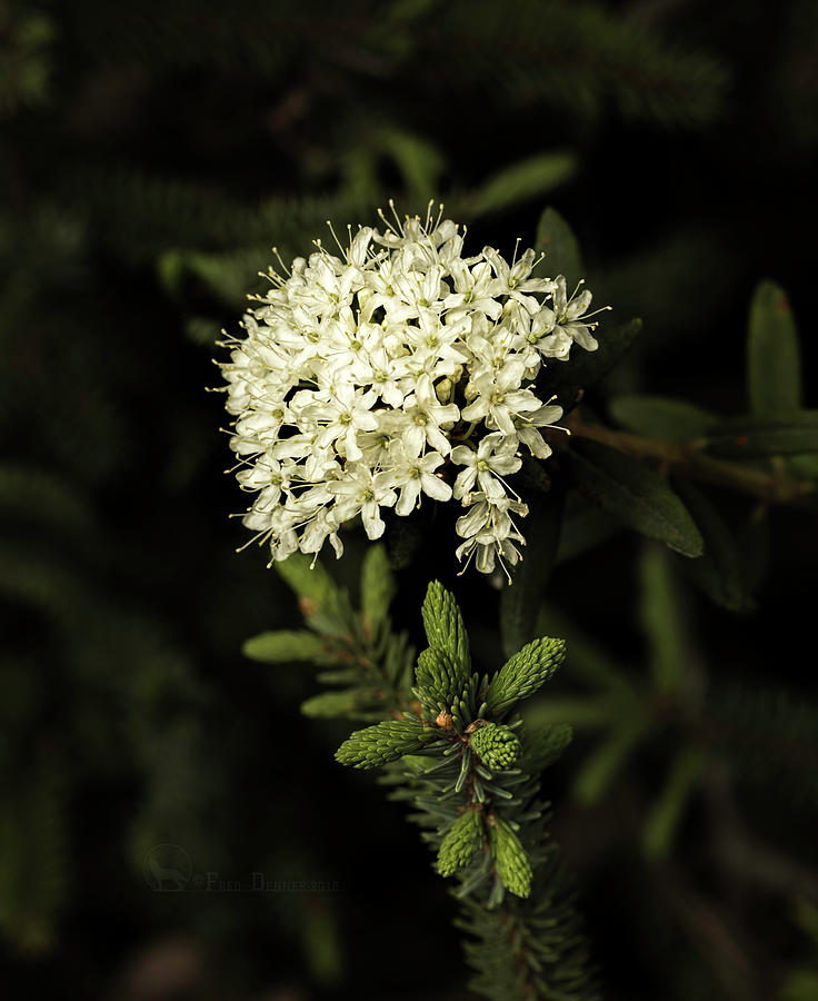 Labrador Tea and Spruce Buds Photograph by Fred Denner