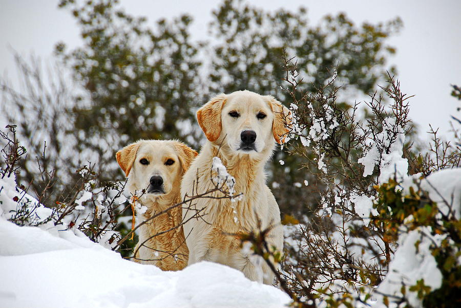 Dog Photograph - Labradors in snow by Avi Hirschfield