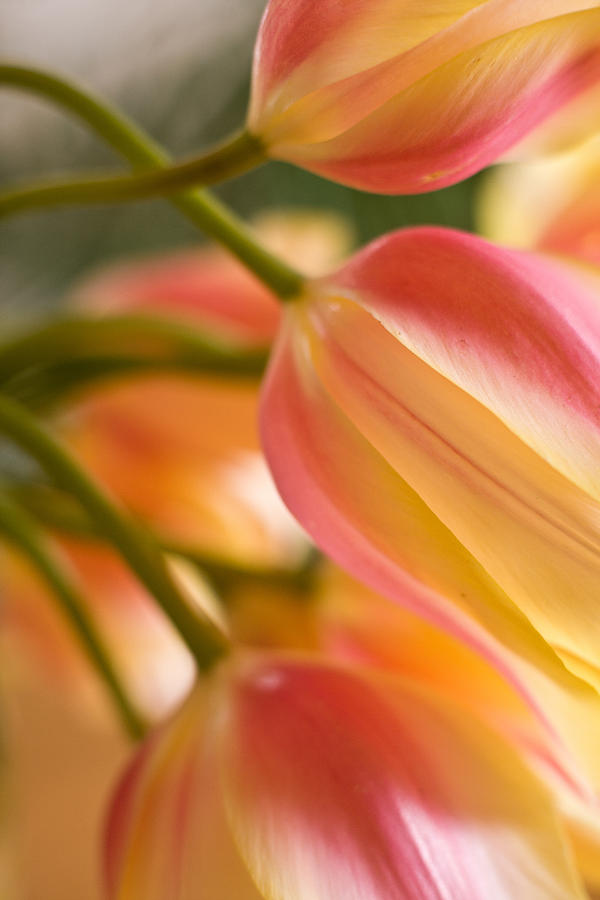 Tulip Photograph - Labrynth of Spring by Mike Reid