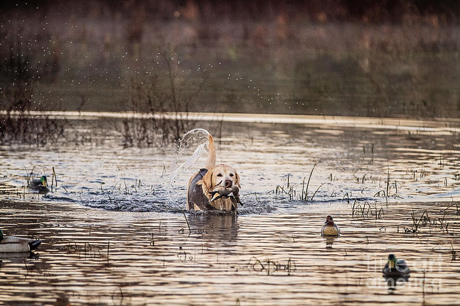 Duck Photograph - Labs Happy Place by Scott Pellegrin