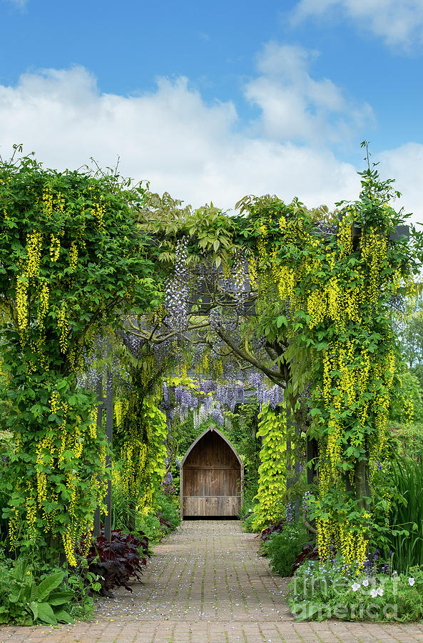 Laburnum and Wisteria Archway Photograph by Tim Gainey