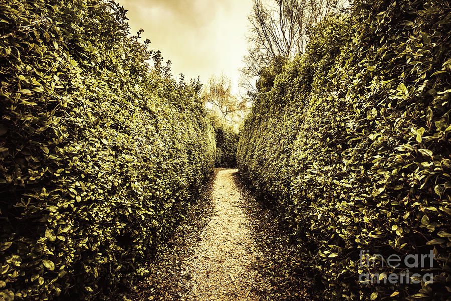 Labyrinth lane Photograph by Jorgo Photography