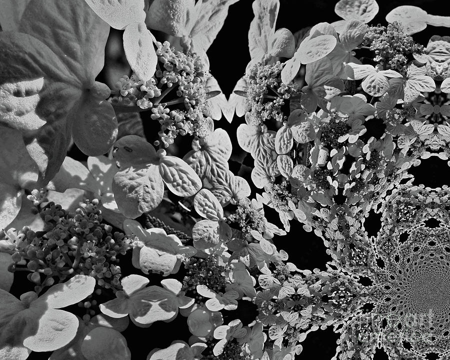 Black And White Photograph - Lace Cap Hydrangea Flower Abstract by Smilin Eyes Treasures