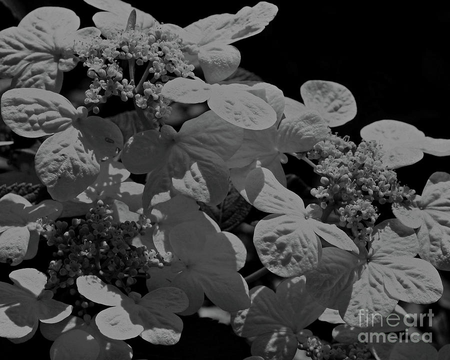 Lace Cap Hydrangea In Black And White Photograph by Smilin Eyes Treasures