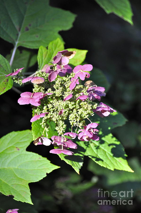 Lace Cap Hydrangea Photograph by Penny Neimiller