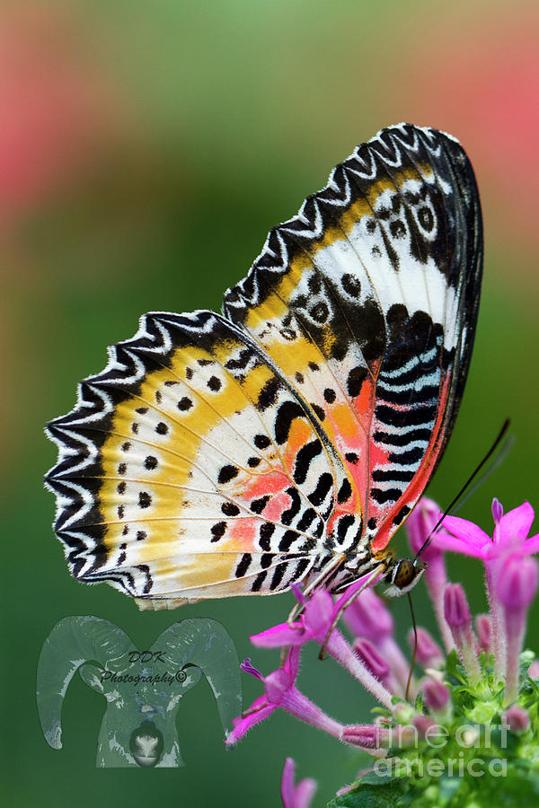 Butterfly Photograph - Lace by Douglas Kikendall