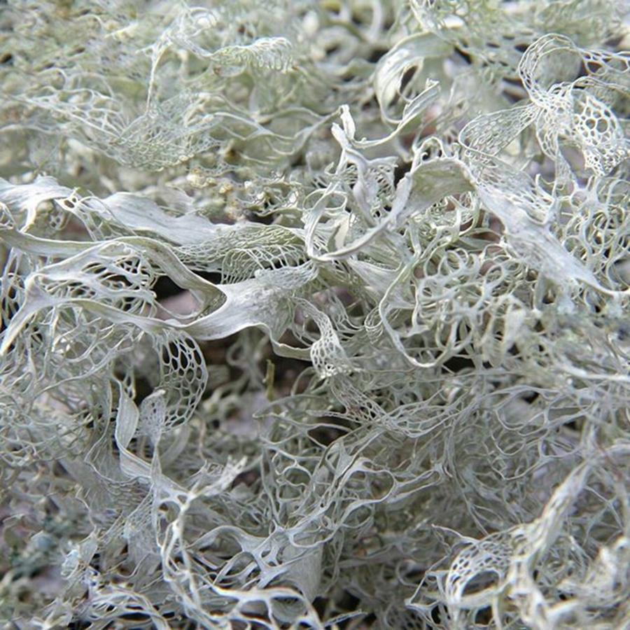 Nature Photograph - Lace Lichen Is The Official Lichen Of by The Texturologist