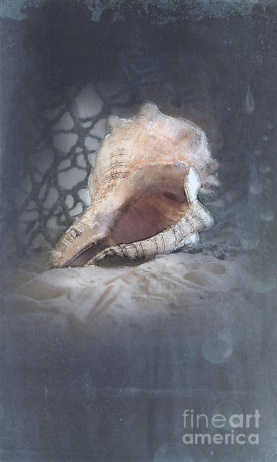 Sea Shell Photograph - Lace Murex Sea Shell in Blue by Betty LaRue