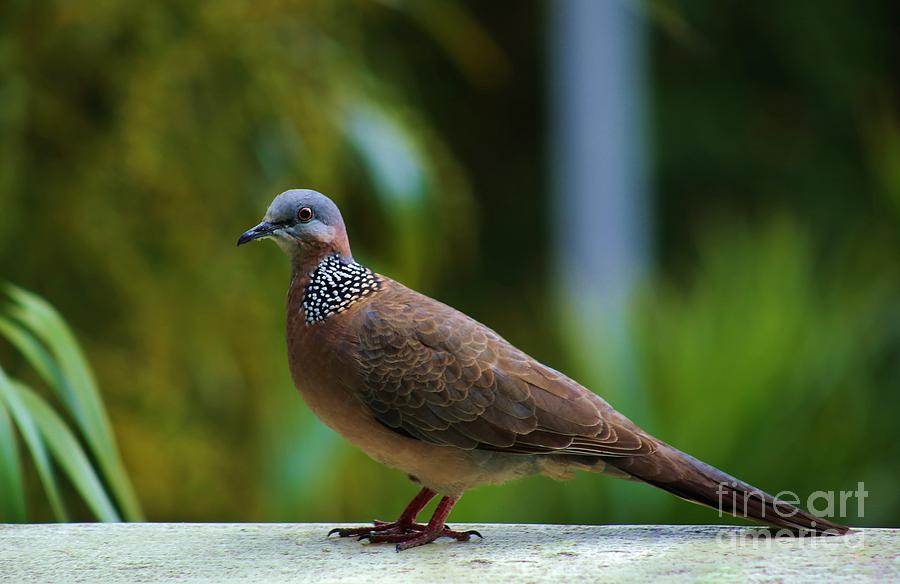Lace Necked or Chinese Dove Photograph by Craig Wood