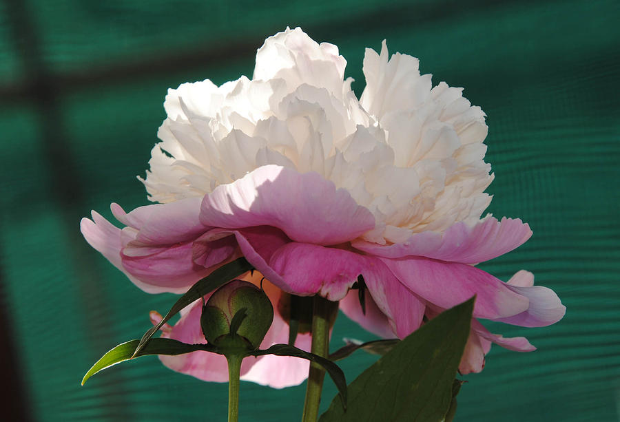 Lace Peony Photograph by Vallee Johnson
