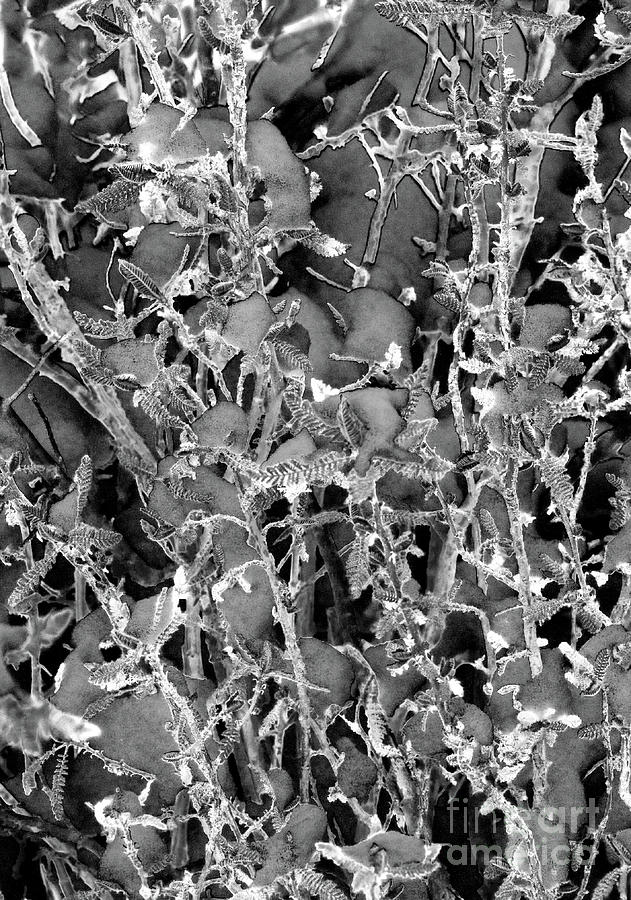 Lace Pricks Photograph by Mae Wertz Lace Pricks Photograph by Mae Wertz
