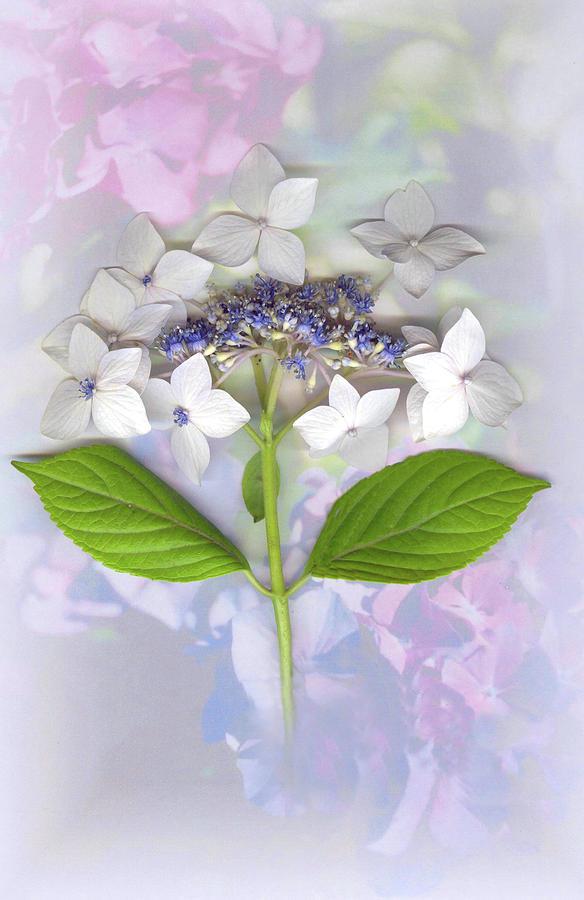 Lacecap Hydrangea Mixed Media - Lacecap Hydrangea by Sandi F Hutchins Lacecap Hydrangea Mixed Media - Lacecap Hydrangea by Sandi F Hutchins