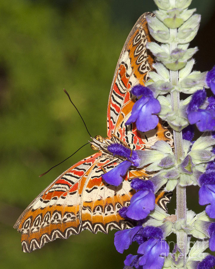 Lacewing and Lupine Photograph by Ruth Jolly