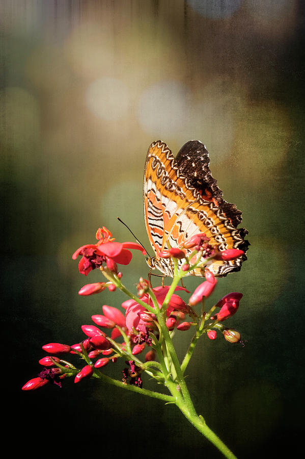 Lacewing Butterfly  Photograph by Saija Lehtonen