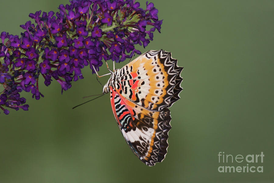 Lacewing Butterfly  hanging on Photograph by Ruth Jolly